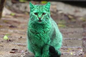 La toxicidad de la pintura acrílica para los gatos: lo que necesitas saber